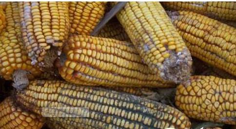 鸡霉菌的症状及治疗方法,霉菌造成的鸡病怎么治疗