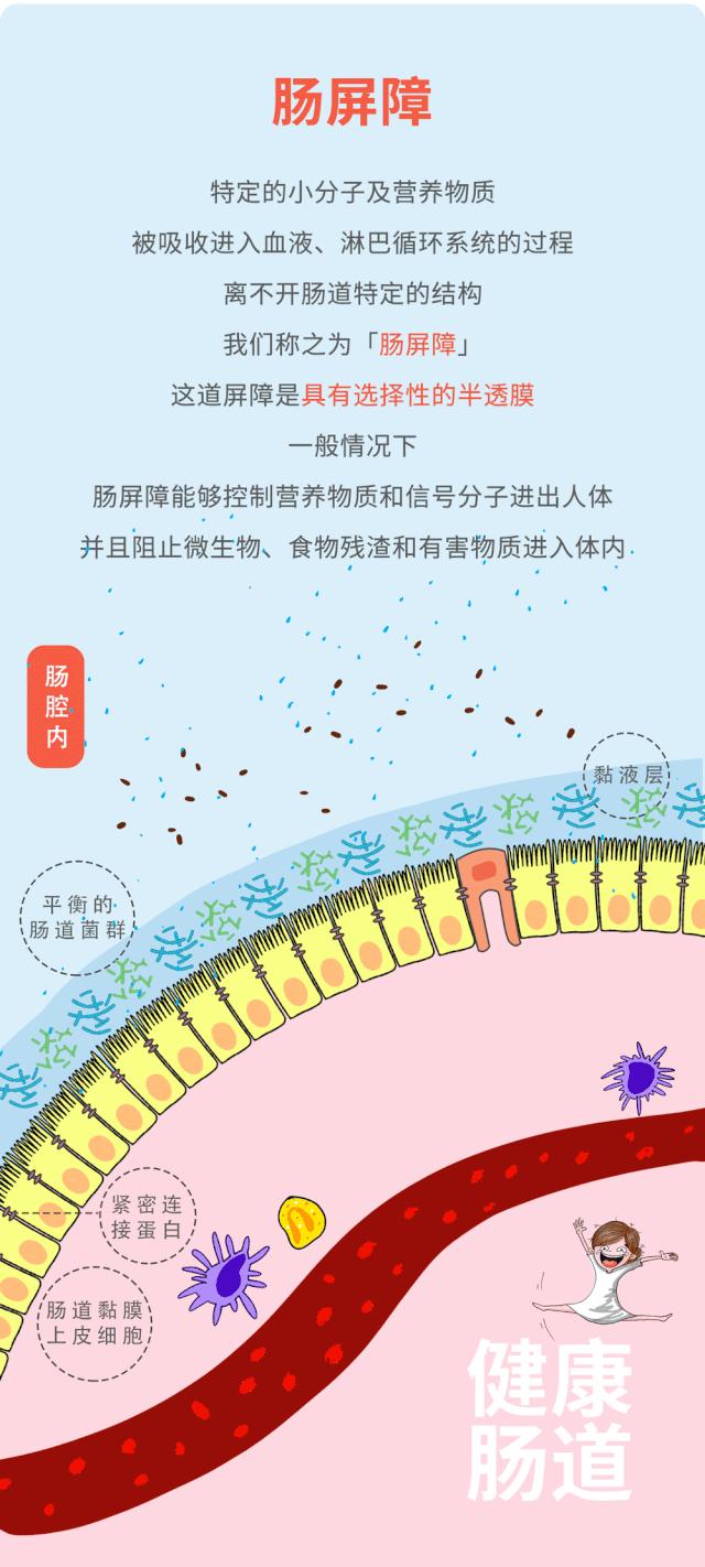 肠画短说：肠漏？它和我们的大多数疾病相关，现在了解还不晚