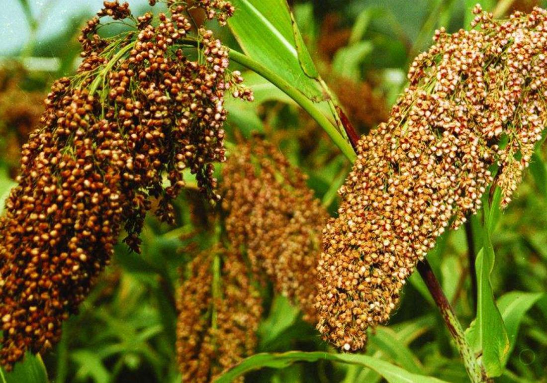 高粱怎么种才能高产,高粱种植技术高粱种子