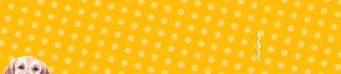 猫咪怀孕30天流产了怎么办,猫咪怀孕时铲屎官应注意什么