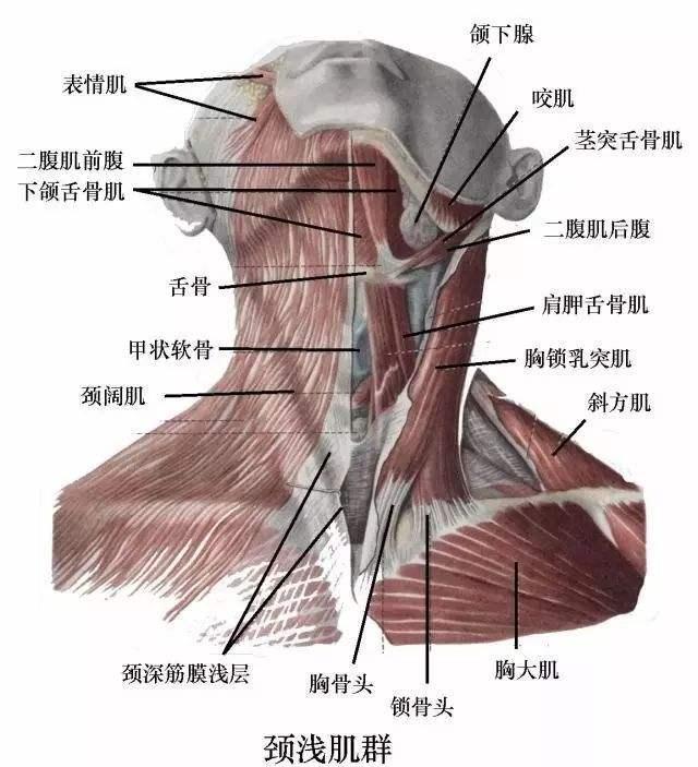 是不是没有练到位就没有效果,为什么练了半个月没什么效果