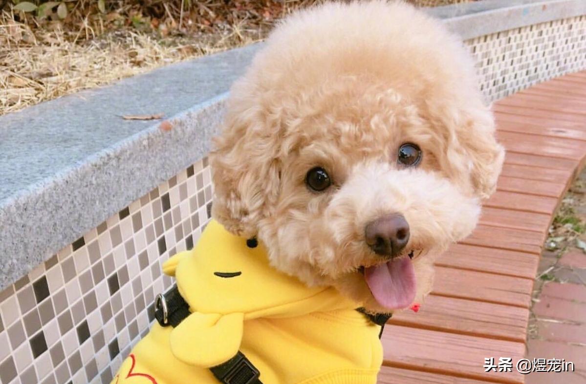 泰迪的便便怎么才算正常,正常的泰迪便便