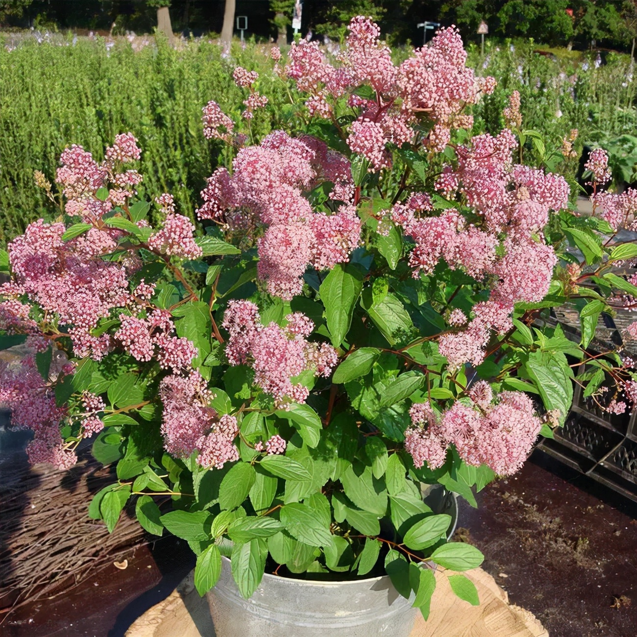 美洲茶寓意是什么,美洲茶蓝色海洋