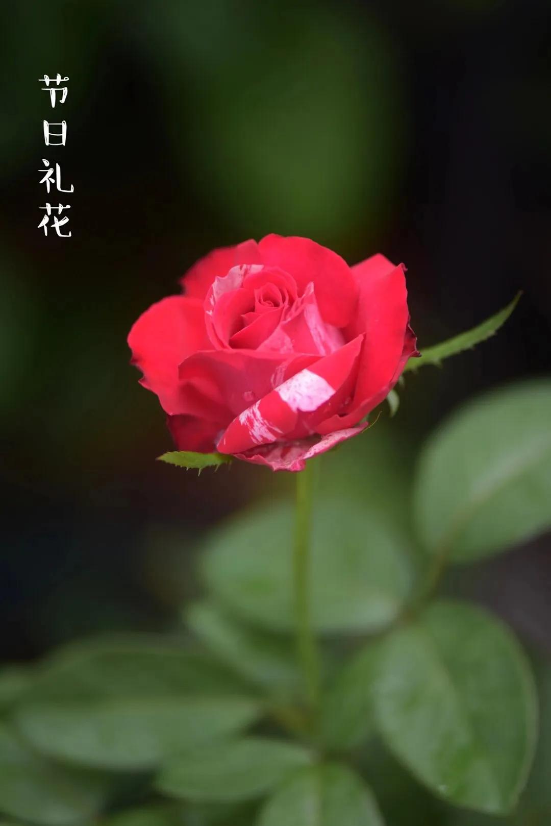 耐晒的藤本月季哪个品种好,哪些月季不适合广东