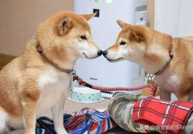 判断狗狗是否信任你,快速判断狗狗是否信任你的动作