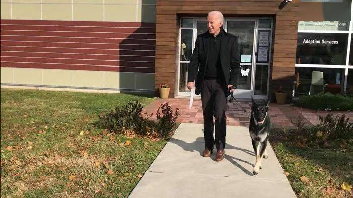 美国是流浪狗的天堂也是地狱，拜登及时救了狗狗，靠它赢得好感？