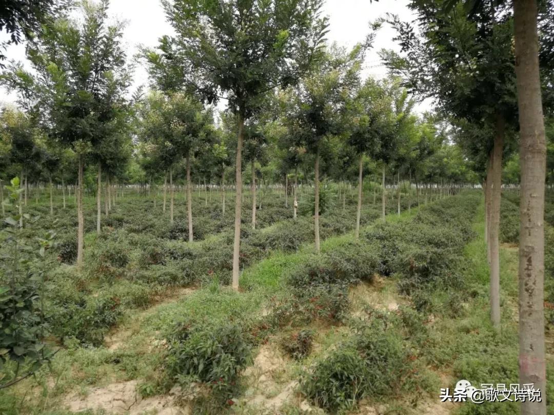 山东冠县精品苗木基地,冠县种植基地