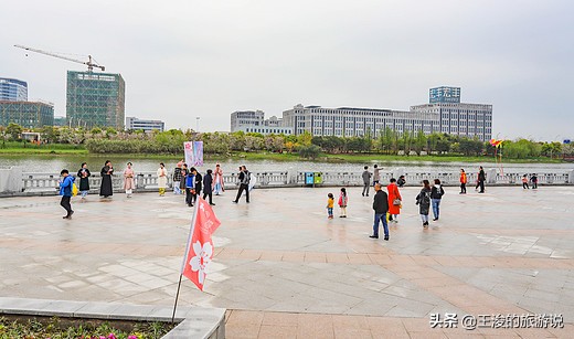 温州龙湾樱花,温州看樱花的地方