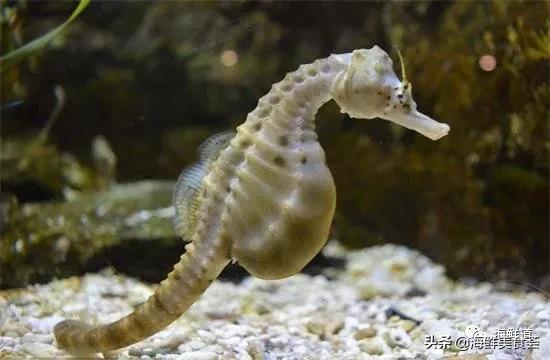 102种海鲜,营养丰富的海鲜有哪些品种