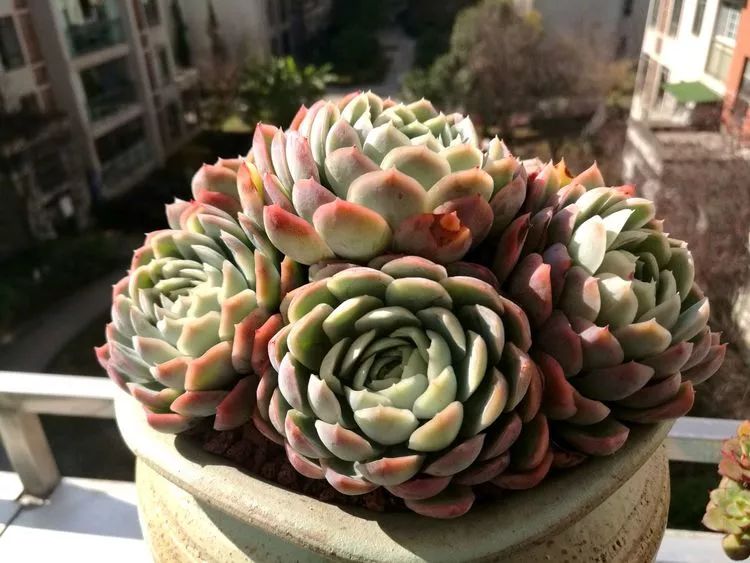 冬日暖阳邂逅最美的多肉,冬日暖阳和多肉暖了我的心