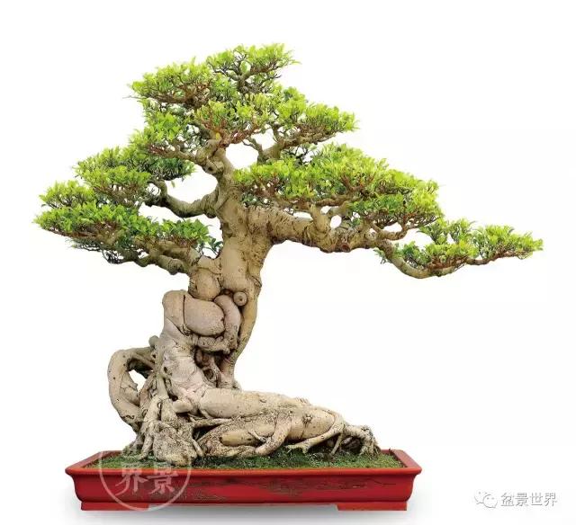 榕树罗汉松风水树,什么形状的榕树盆景好