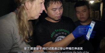 吃野生穿山甲的后果,吃了穿山甲会有什么法律后果