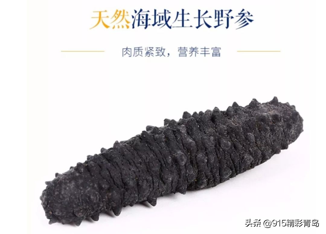 中国最好的海刺海参,黄金刺参西沙群岛深海纯野生海参