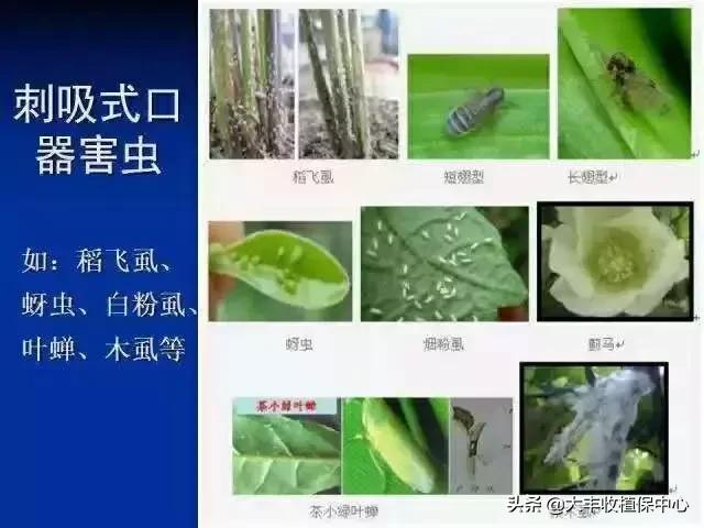 杀虫杀卵又杀菌的药,16种杀卵杀虫配方