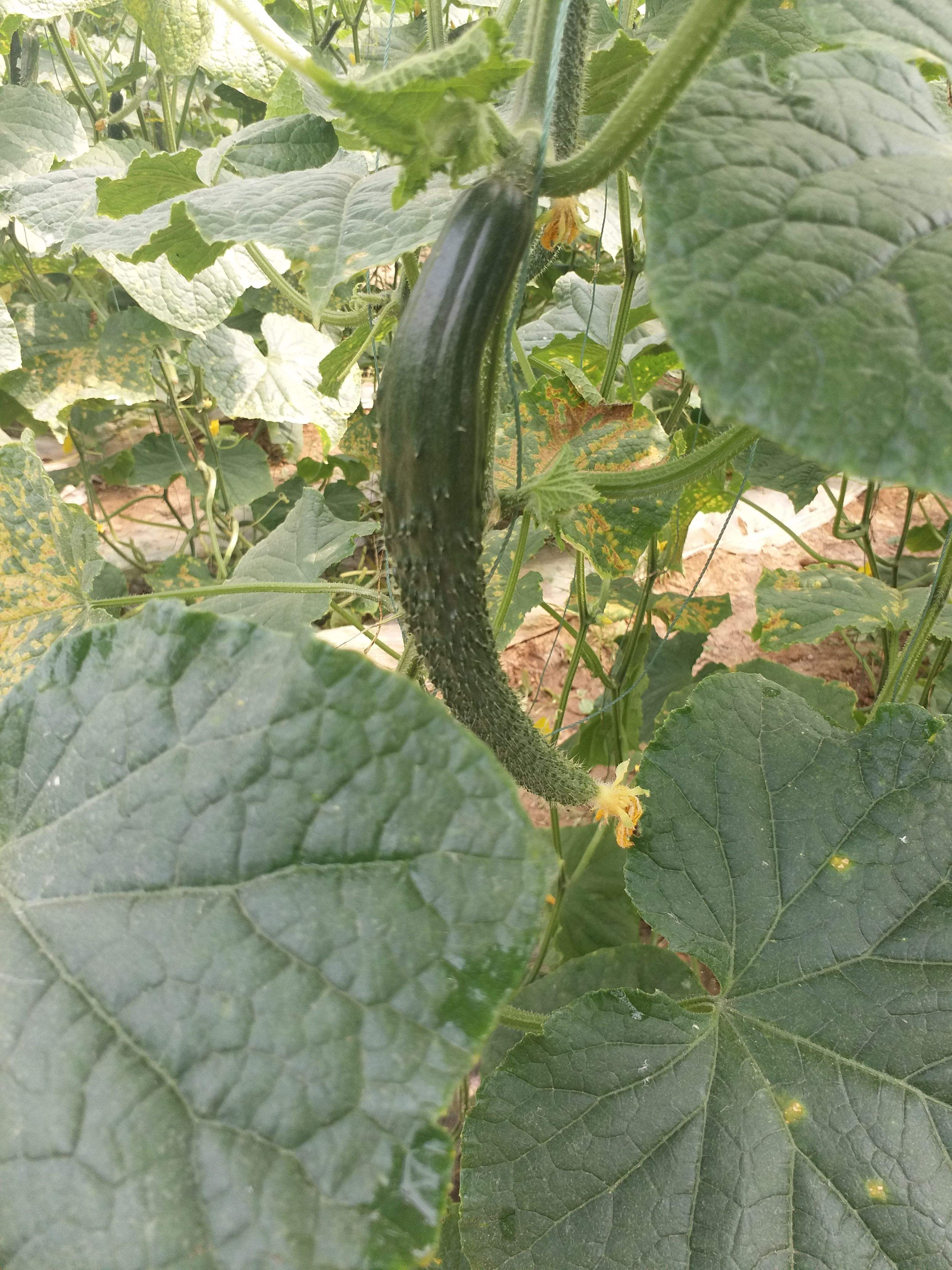 黄瓜弯曲的原因及解决方法,黄瓜生长期间怎么预防病害