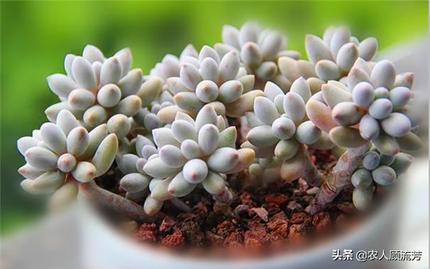类似婴儿手指的多肉,跟婴儿手指类似的多肉品种