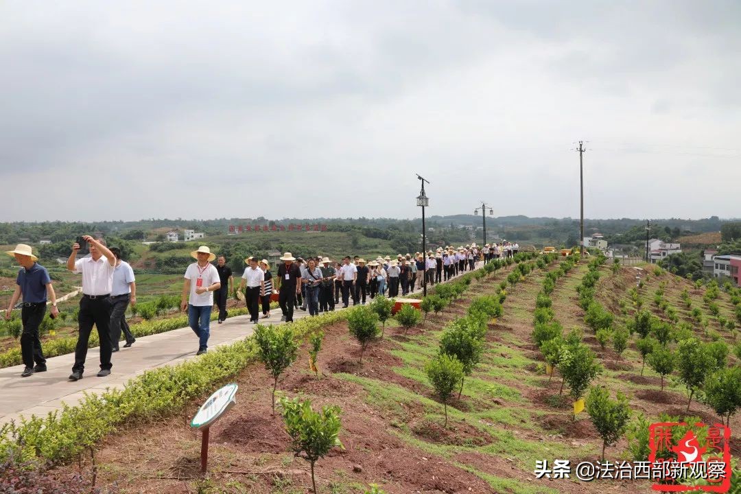 稻花香生态养殖,稻花香种植家庭农场