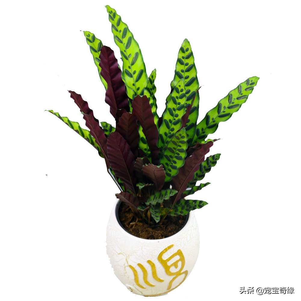 铲屎官必须要知道的猫咪常见疾病,铲屎官对猫有什么危害