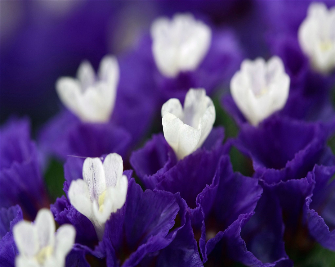 彩色马蹄莲的养殖方法,彩色马蹄莲的养殖方法与技术