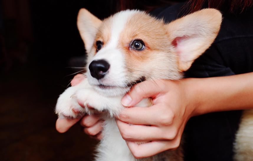 柯基吃了不长肉该喂什么狗粮,柯基不挑食狗粮怎么喂呢