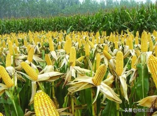 山东租地种植玉米小麦利润,农村租地种菜一亩10000能租吗