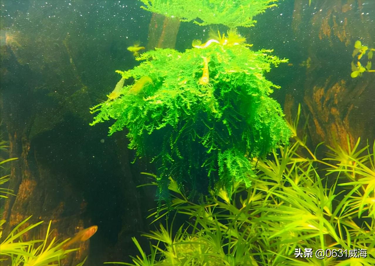 观赏鱼冬天几点喂水最合适,观赏鱼下雨可以喂食吗北方