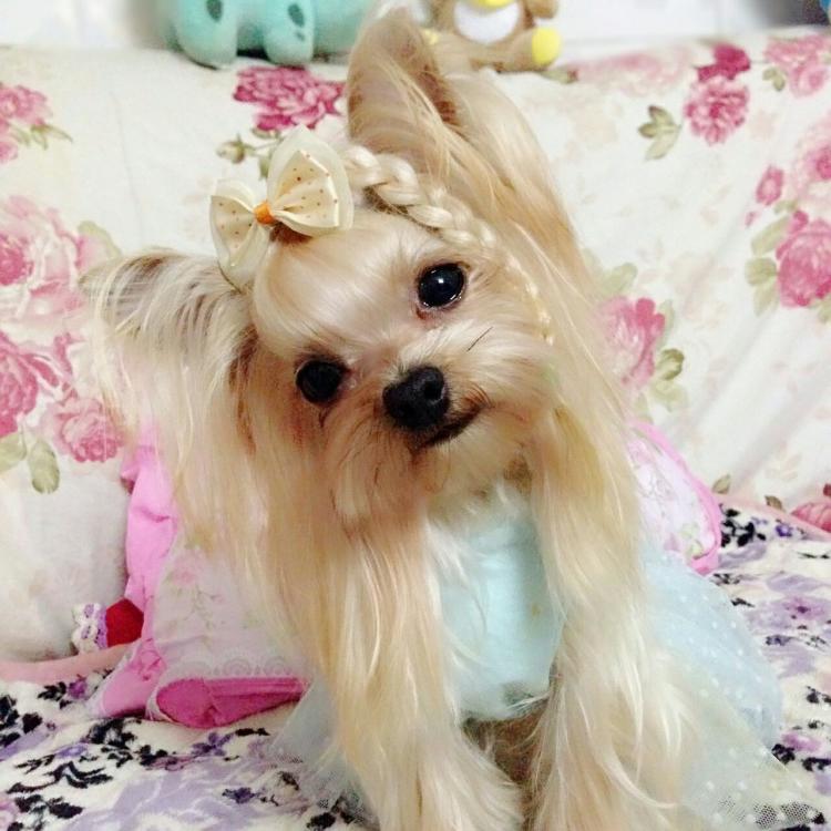 女生适合养什么狗约克夏,十种最好养的小型犬约克夏