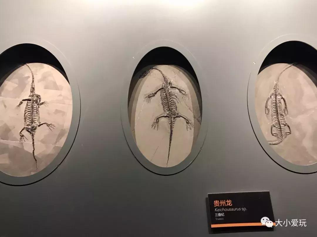 开放首日实探国家海洋博物馆，史上最抢手博物馆究竟长什么样