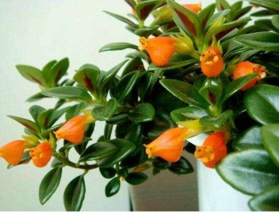 金鱼吊兰的生活习性和养殖方法,金鱼吊兰开花后像小金鱼一样漂亮