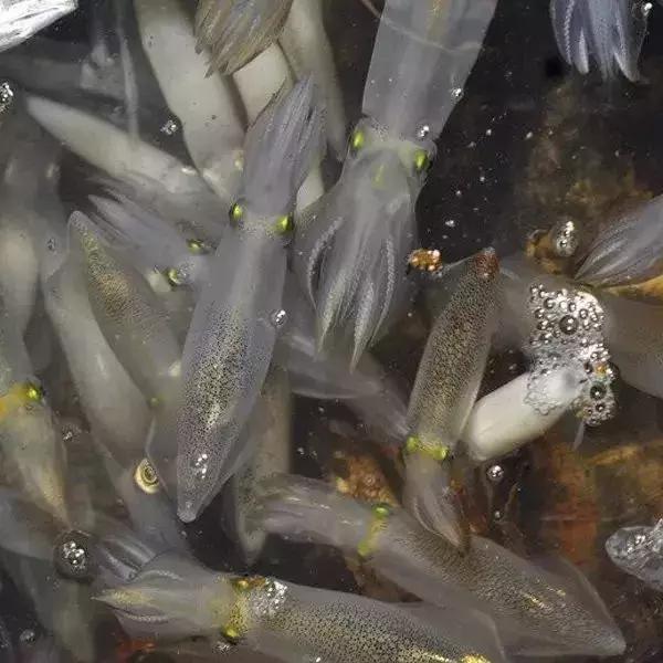 章鱼鱿鱼乌贼傻傻分不清,章鱼鱿鱼乌贼这三样有什么区别