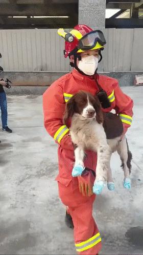 一只叫贝贝的斑点狗,有一只狗叫贝贝视频