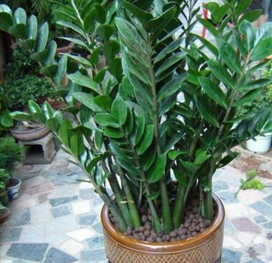 金钱树黄叶落叶是什么原因,金钱树有黄叶子是什么原因