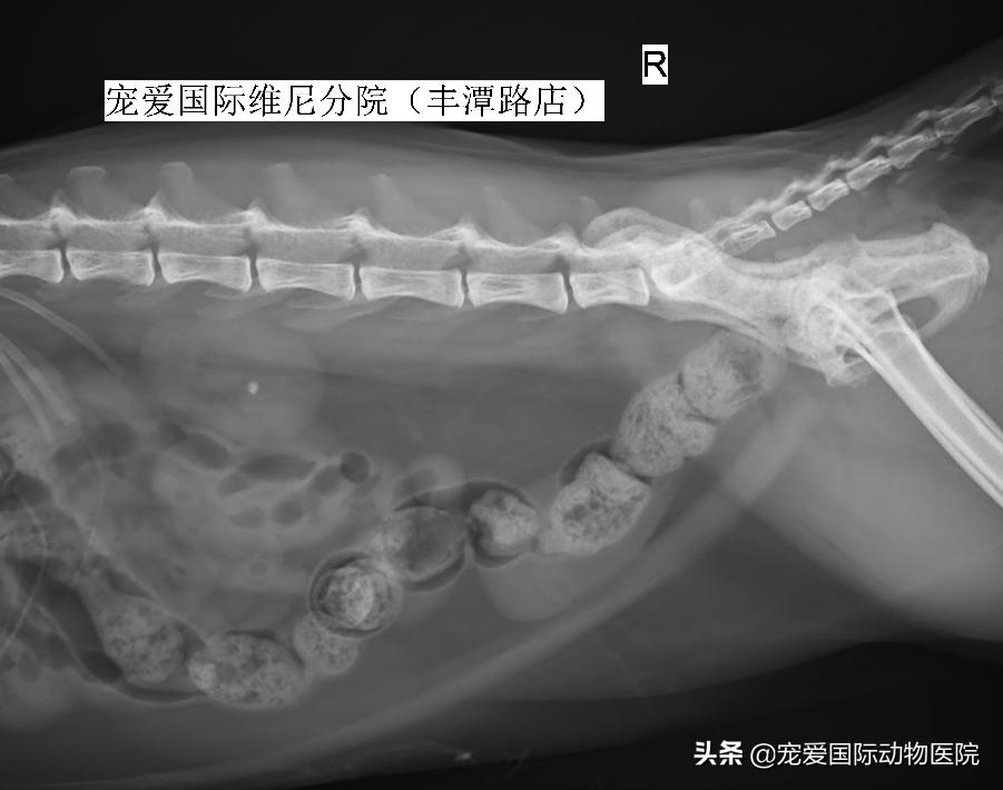 难以言说的疼完整版,猫咪肾结石的症状都有什么