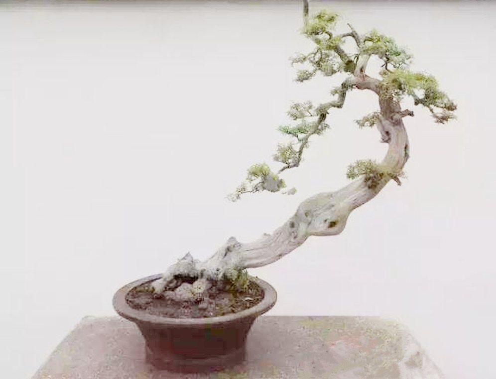 农村山上制作盆景的老树桩,农村盆景原材料