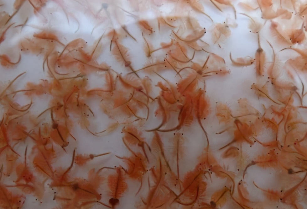 如何把金鱼养好了再养大,怎样才能把金鱼养活