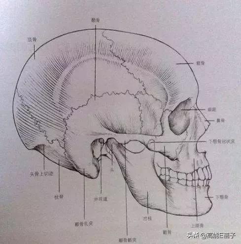脸大真的不如脸小的好看吗,脸小真的显瘦吗