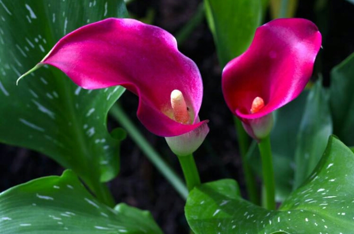 彩色马蹄莲怎么养爱开花图片,彩色马蹄莲夏季的养殖方法