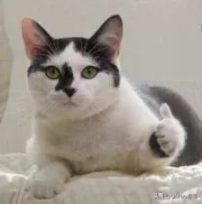 猫感冒会传染其他猫吗,猫感冒了有哪几种表现