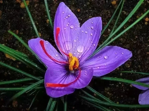 世界十大花卉排行榜名单,世界十大名贵花草