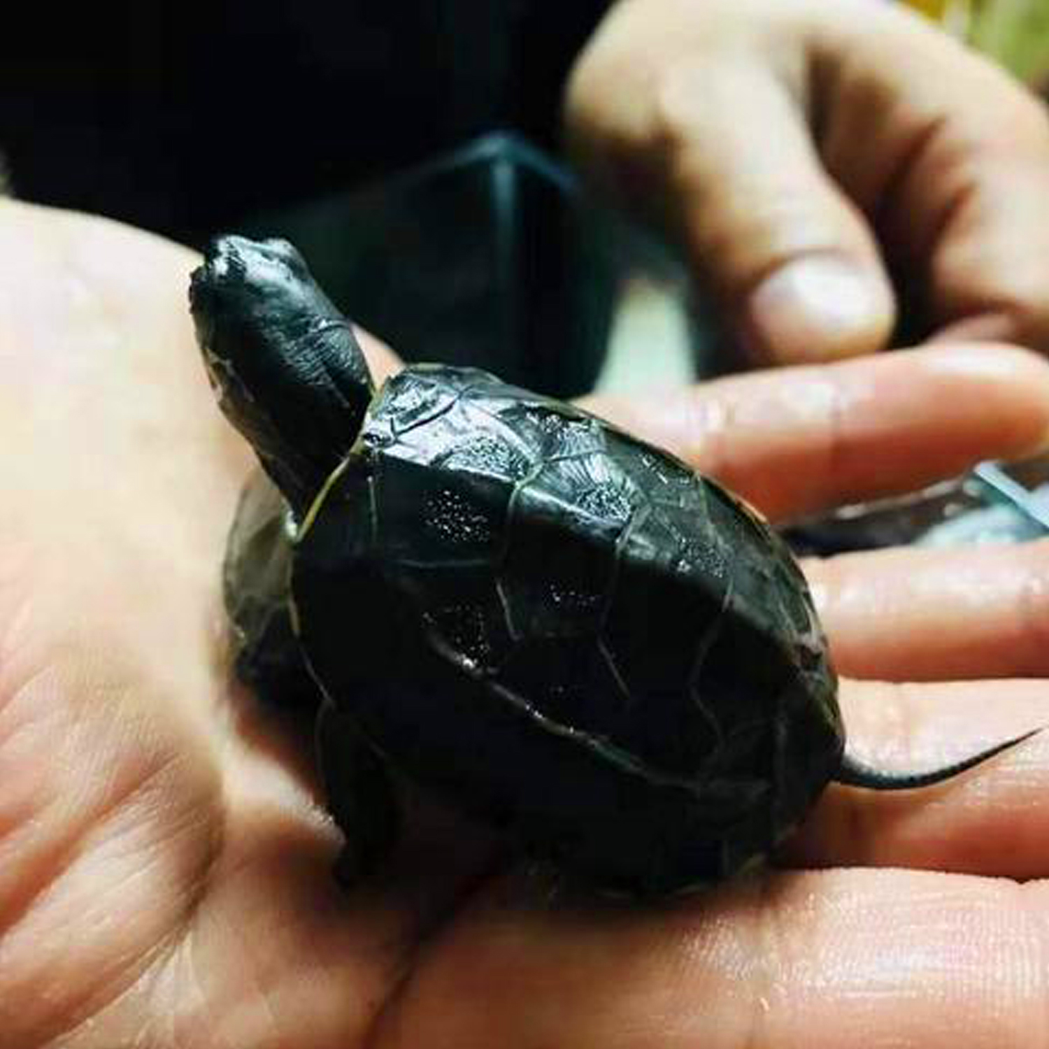 新手养龟买多大龟比较好养,新手养龟哪种龟最好养