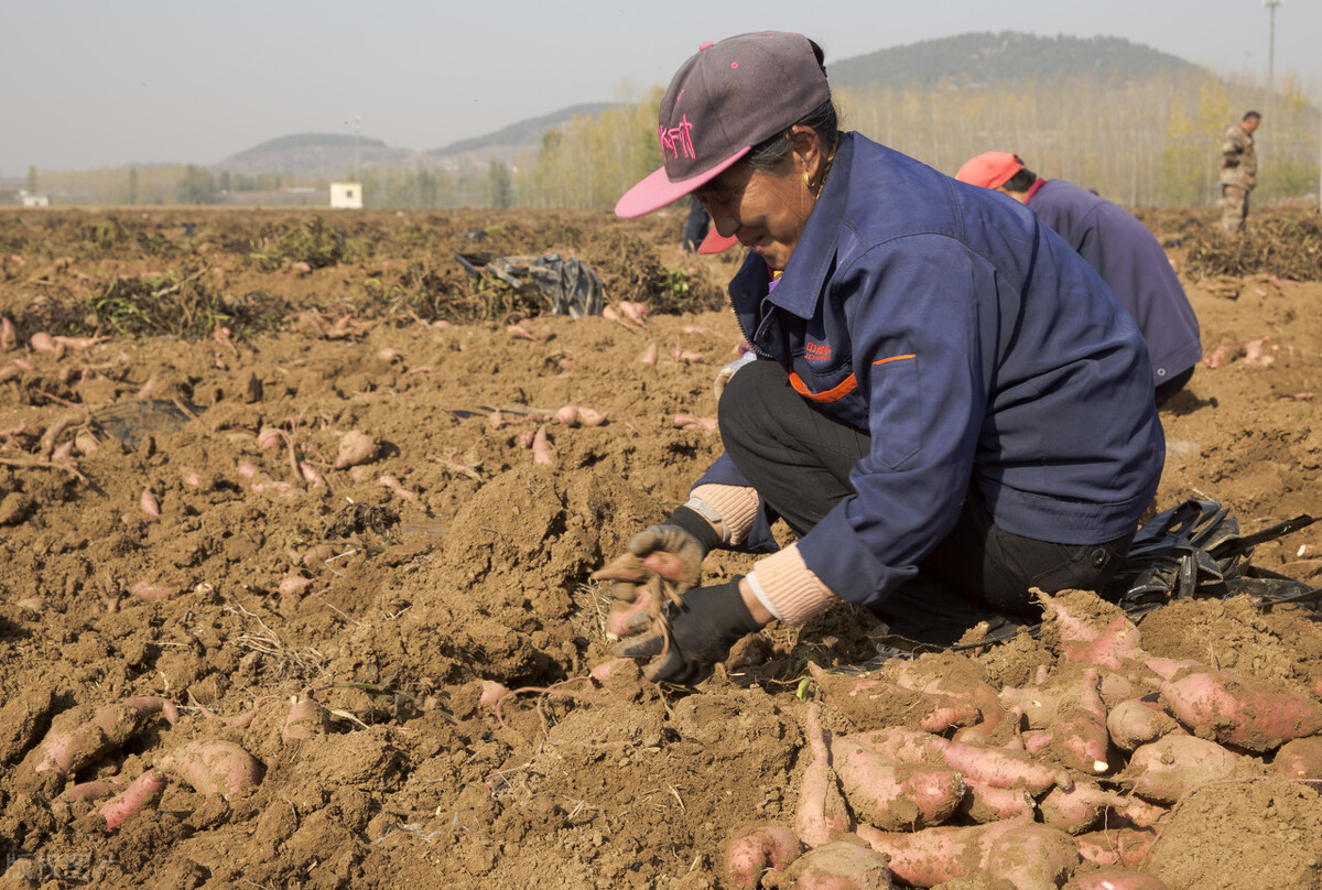 红薯种植时间和方法和步骤,红薯怎么种才是正确