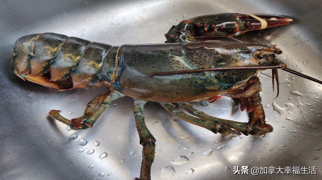 正宗活龙虾,加拿大的龙虾如何加工