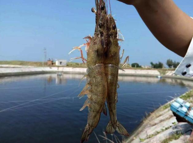 对虾养殖饲料长期投放过量,水产养殖对虾常见问题