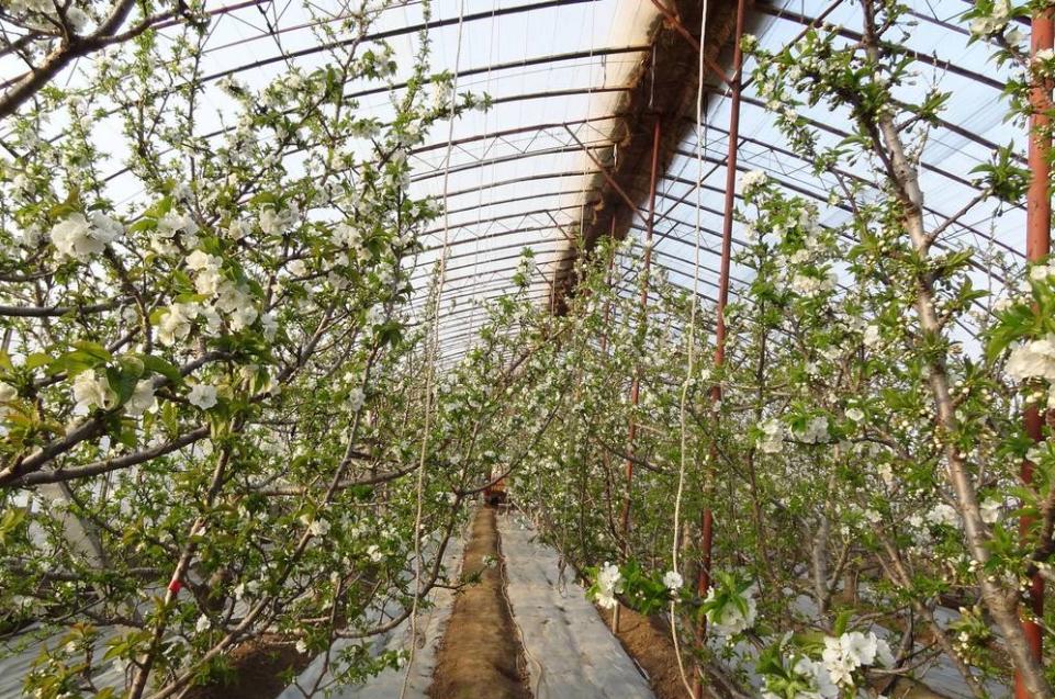 大连大棚樱桃全套管理技术,大棚樱桃树的种植与管理