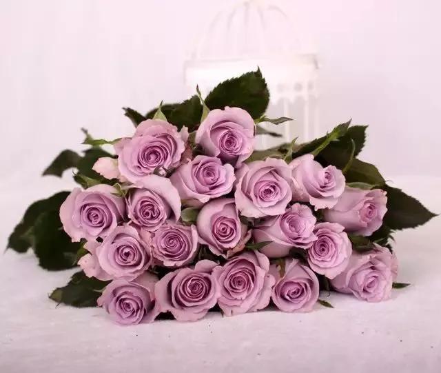 每天一点鲜花小知识,每天学习一点点科普知识