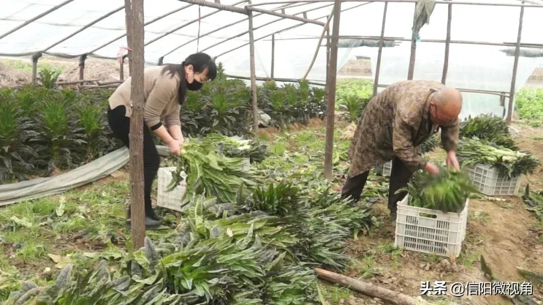 信阳光山蔬菜直通车开进北京城,蔬菜直通车进家门口