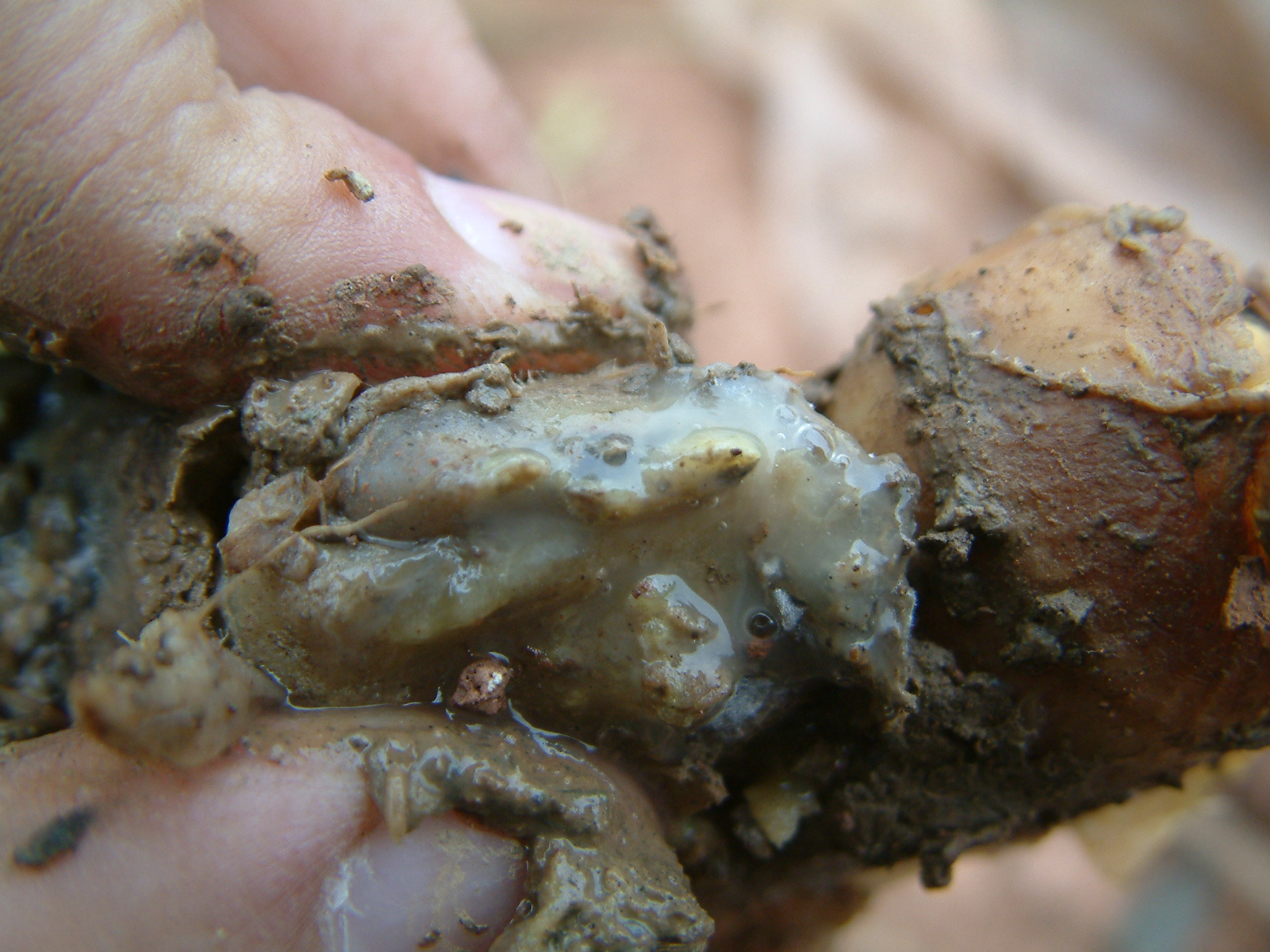 楼顶生姜怎么种植高产,想要生姜种植高产这些技术少不了