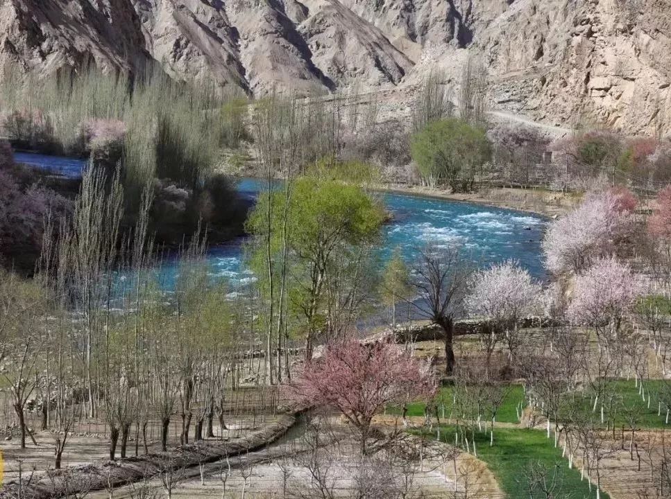 走马春季追花线|春漫*疆新**，牧笛声声中的杏花村