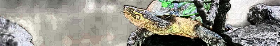 乌龟开春了眼睛睁不开怎么办,什么季节乌龟容易生病