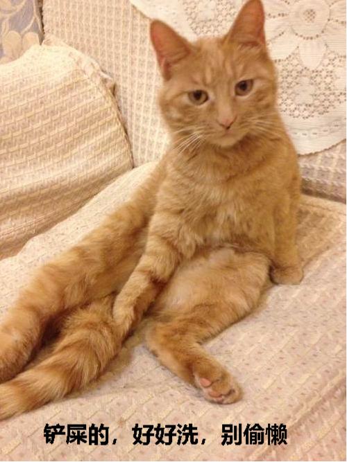 猫咪乱尿怎么除臭,猫咪往床上尿尿了买什么除臭